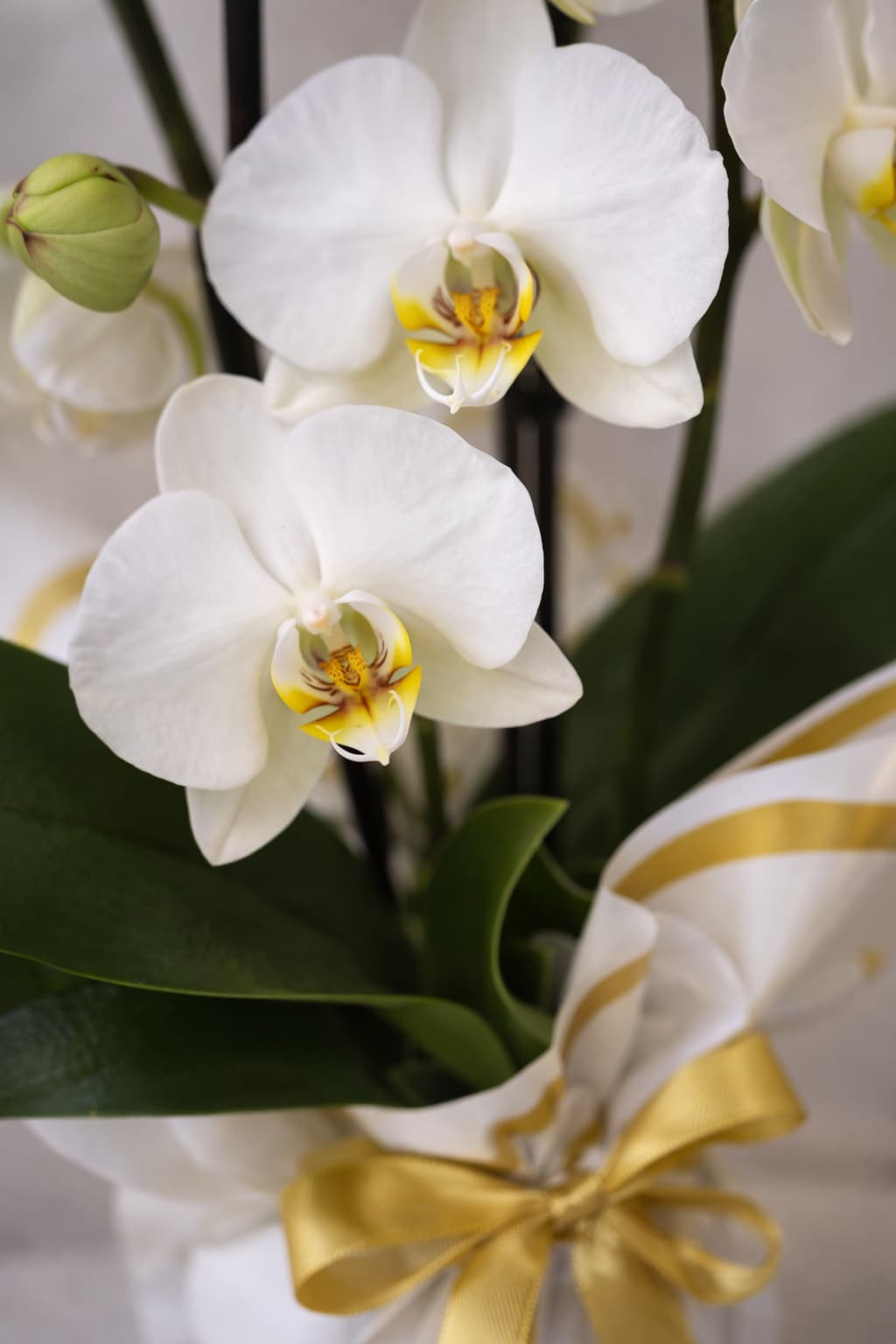 Altın Işıltısı 2 Köklü Beyaz Orkide Tasarımı