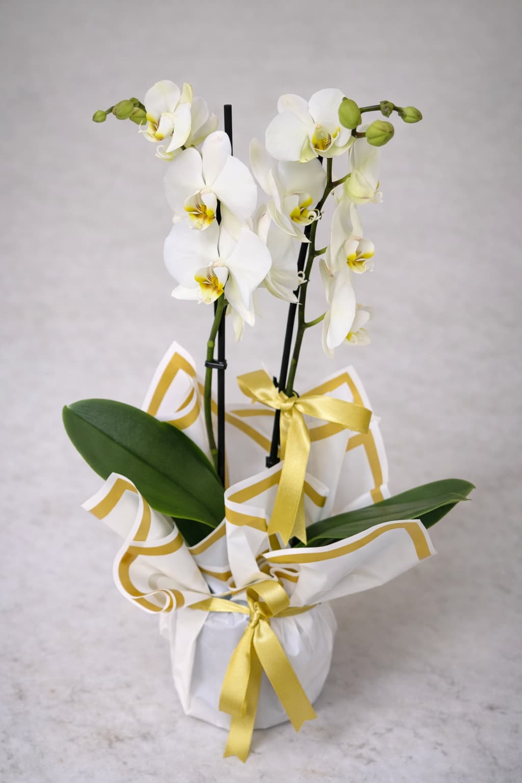 Altın Işıltısı 2 Köklü Beyaz Orkide Tasarımı