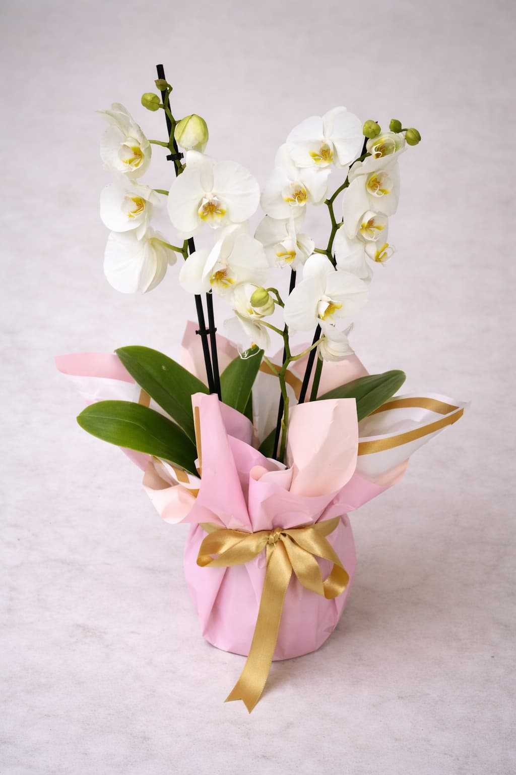 Pembe Rüyalar 3 Köklü Beyaz Orkide