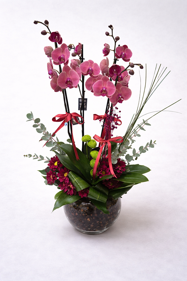 Şans Tılsımı Cam Fanusta Ateş Orkide